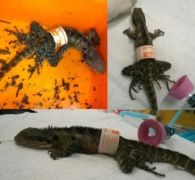 lizard rescued from plastic rspca queensland